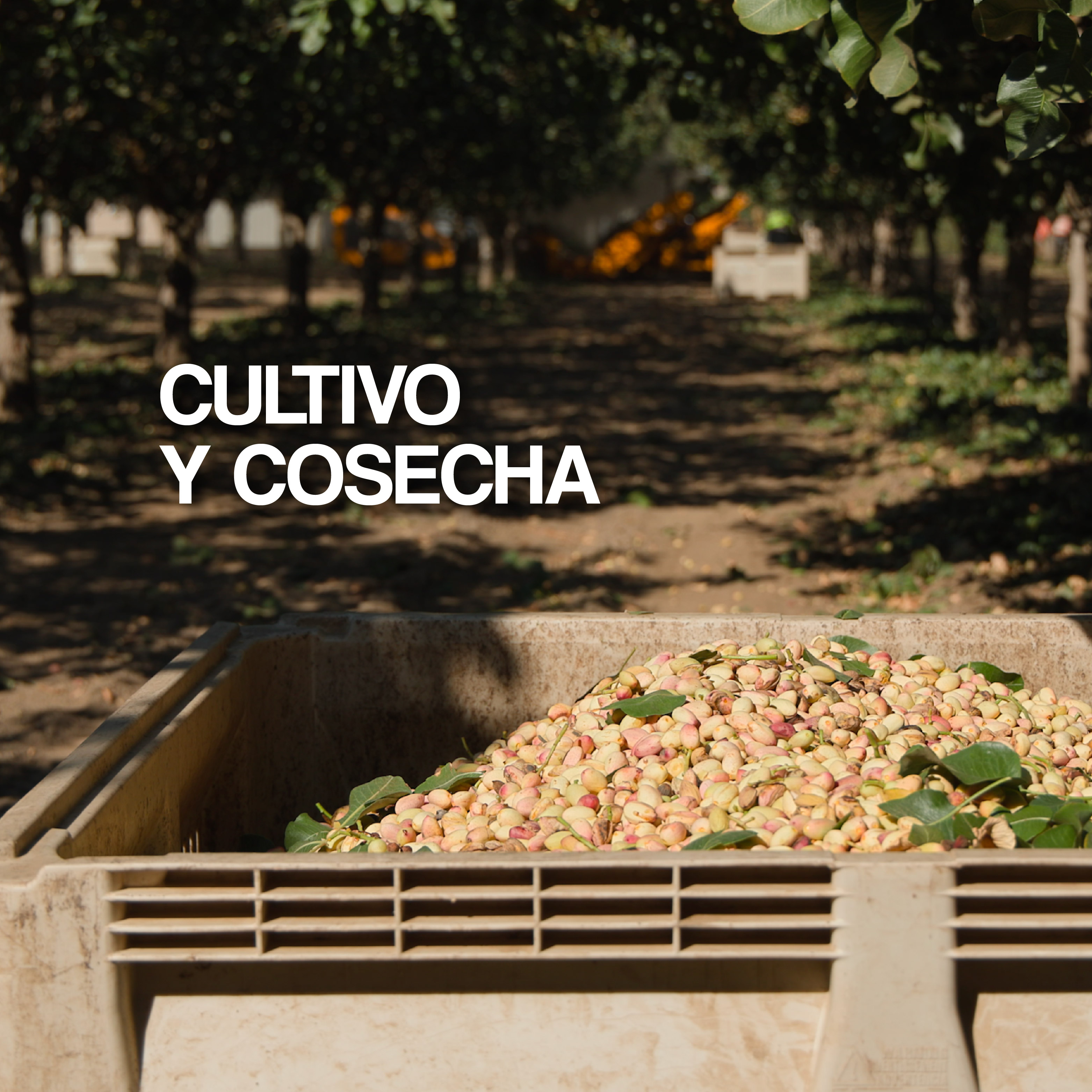 American Pistachio Growing and Harvesting
