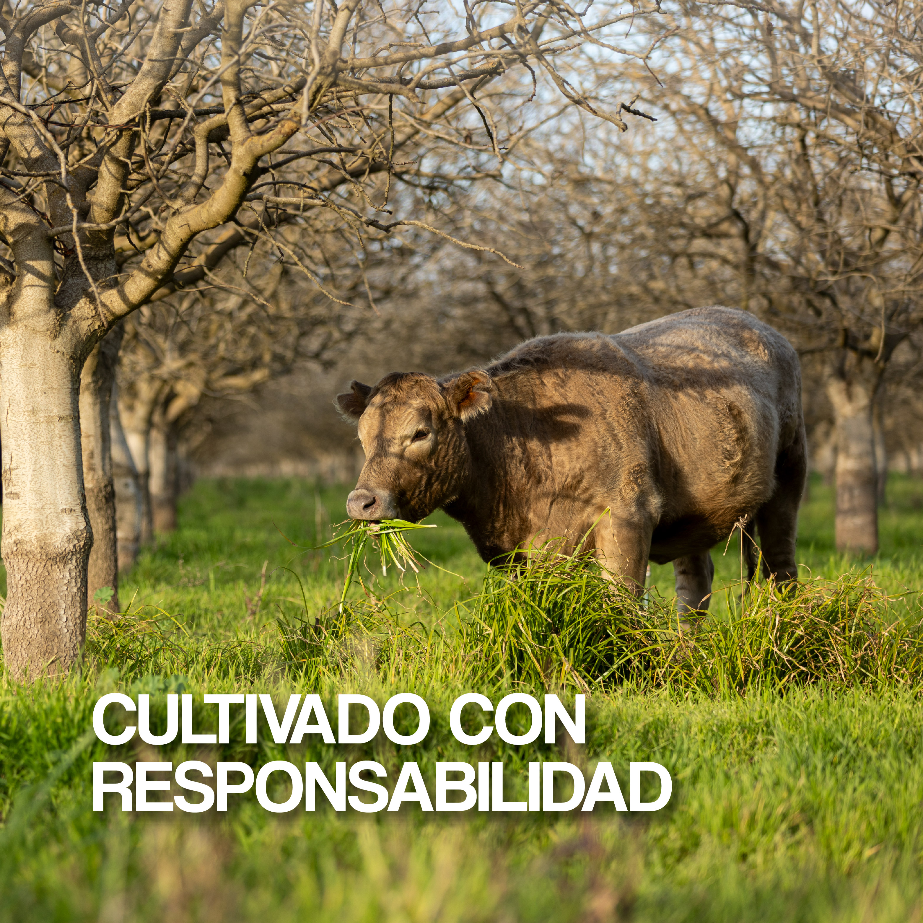 Responsiby Grown